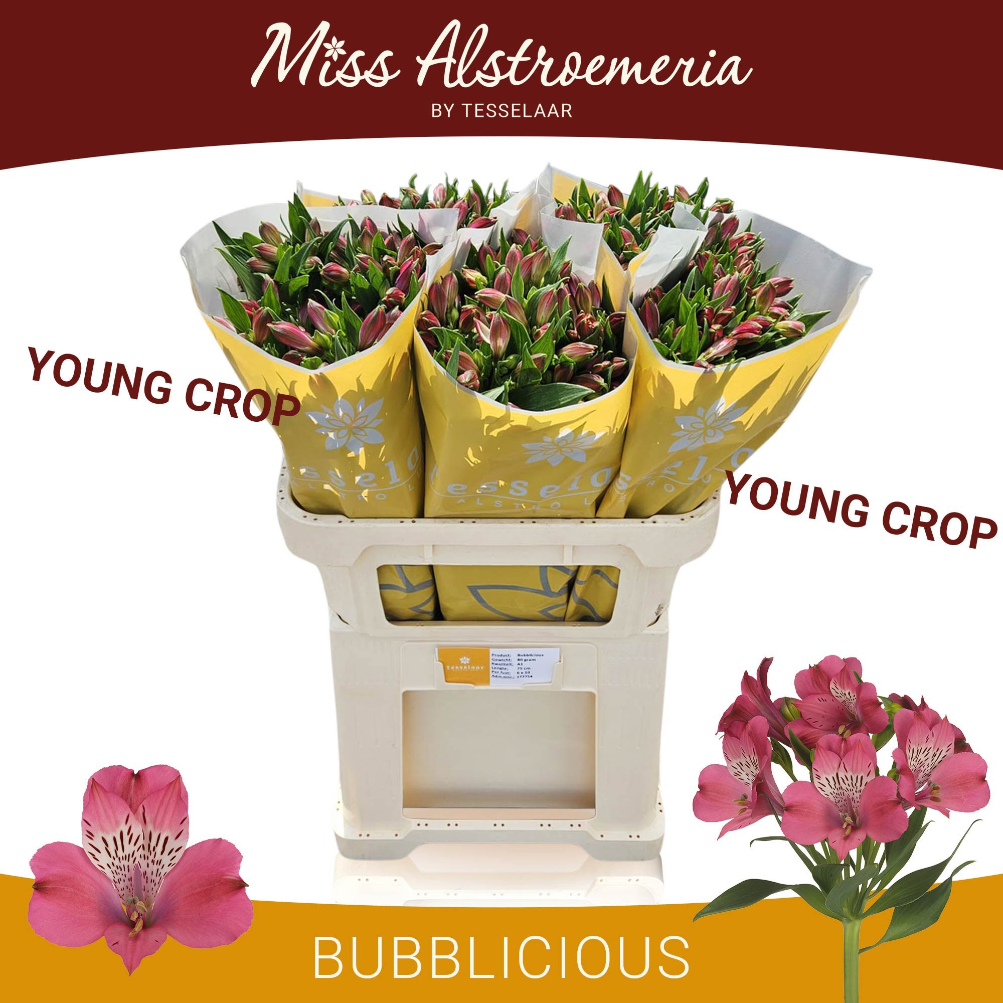 Альстромерия Баблишес (роз.), шт.