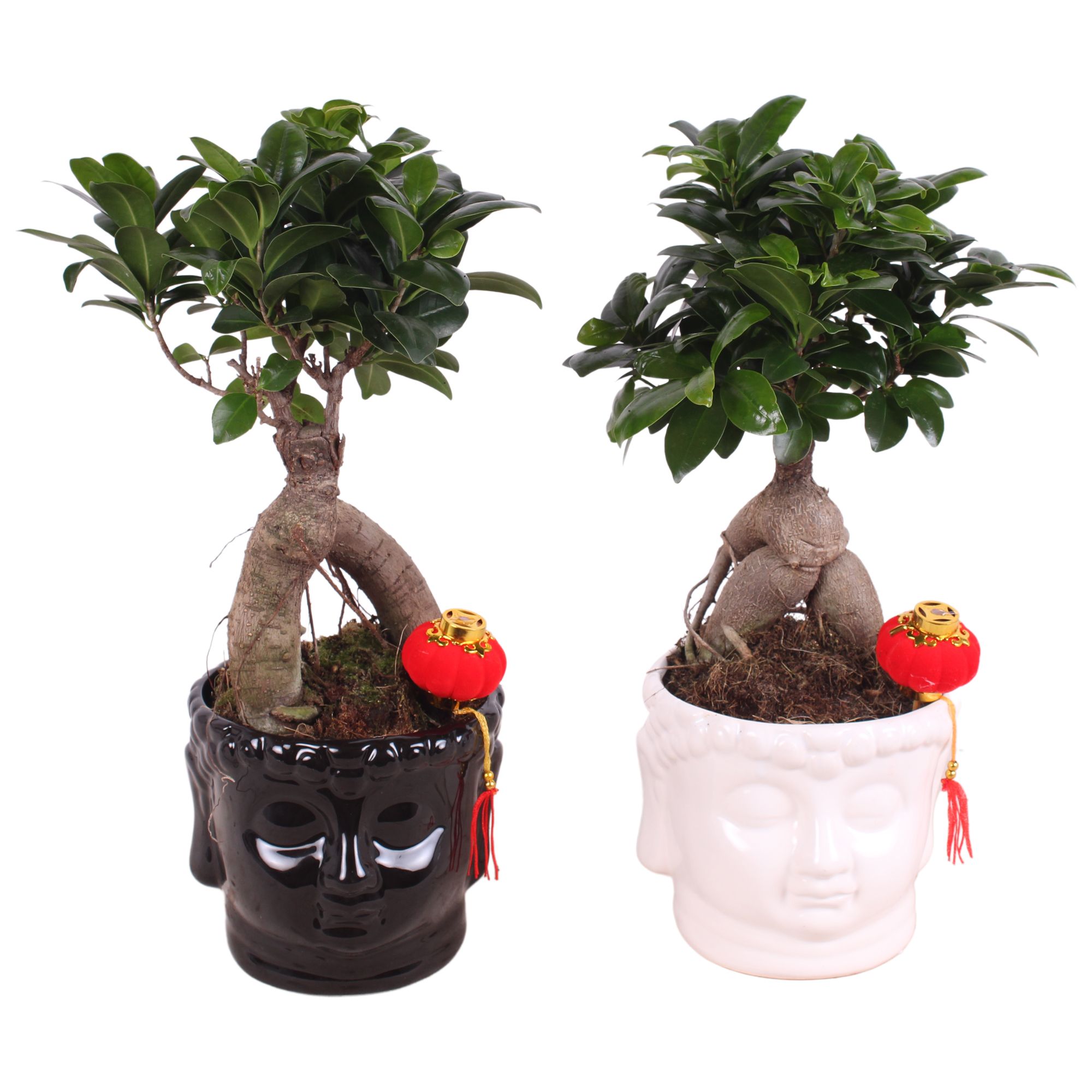 Ficus m. Ginseng pot Ø12cm in Buddha head Black/White Ø15cm, D 15