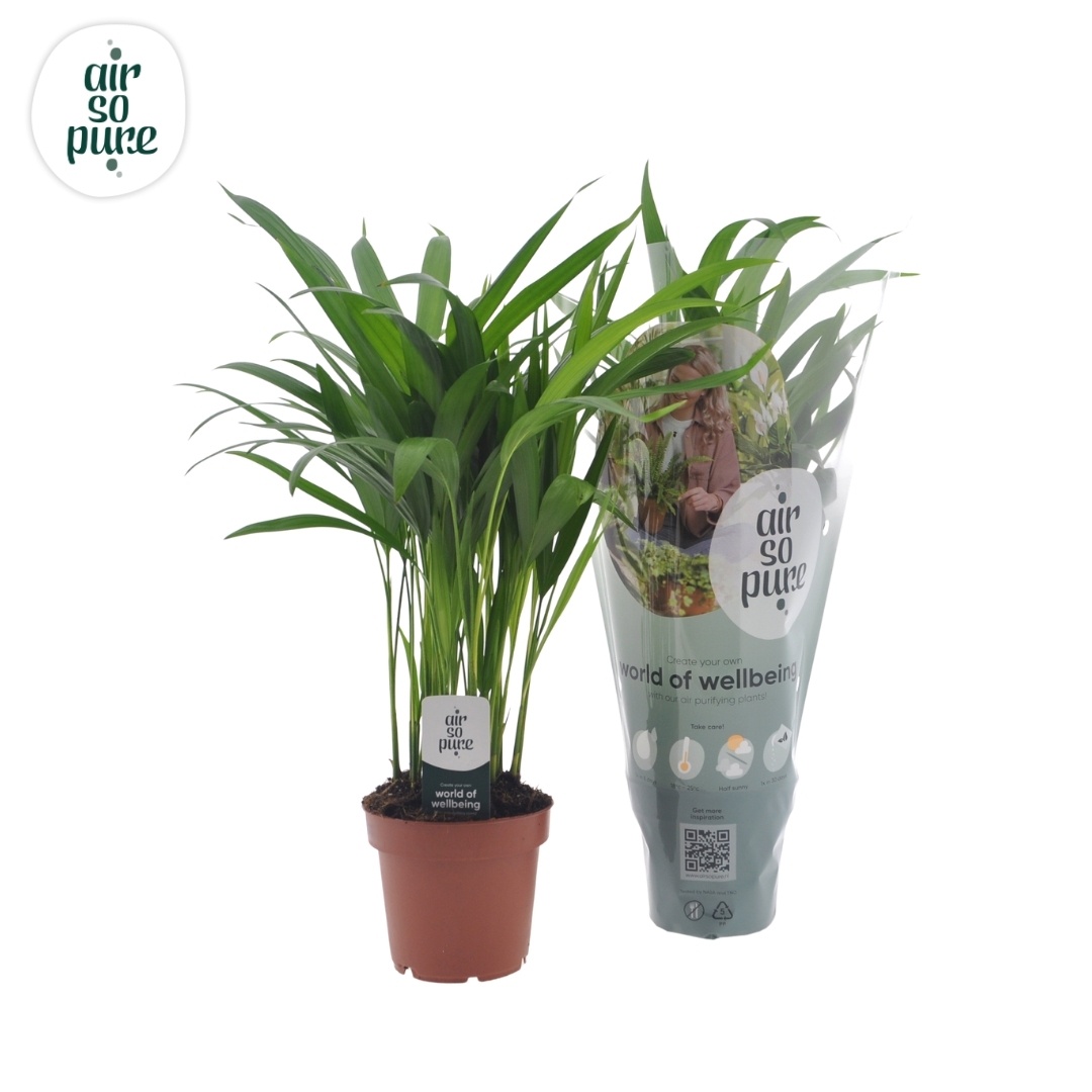 Dypsis lutescens (Areca), D 12