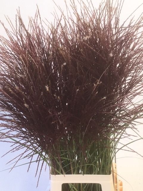 Мискантус Синенсис Овериг 90 (корич.), шт.