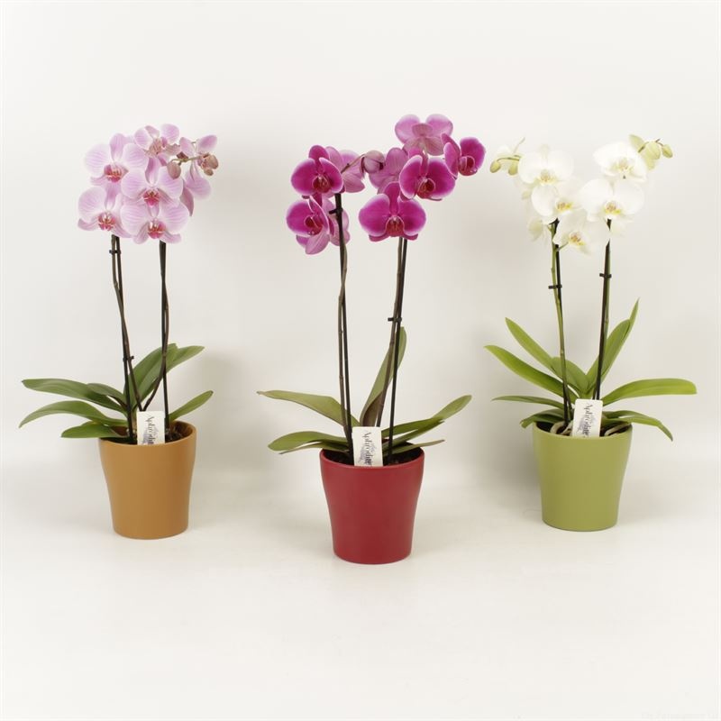 Phalaenopsis gemengd 2 tak gemengd shorty in herfst keramiek, D 12 cm