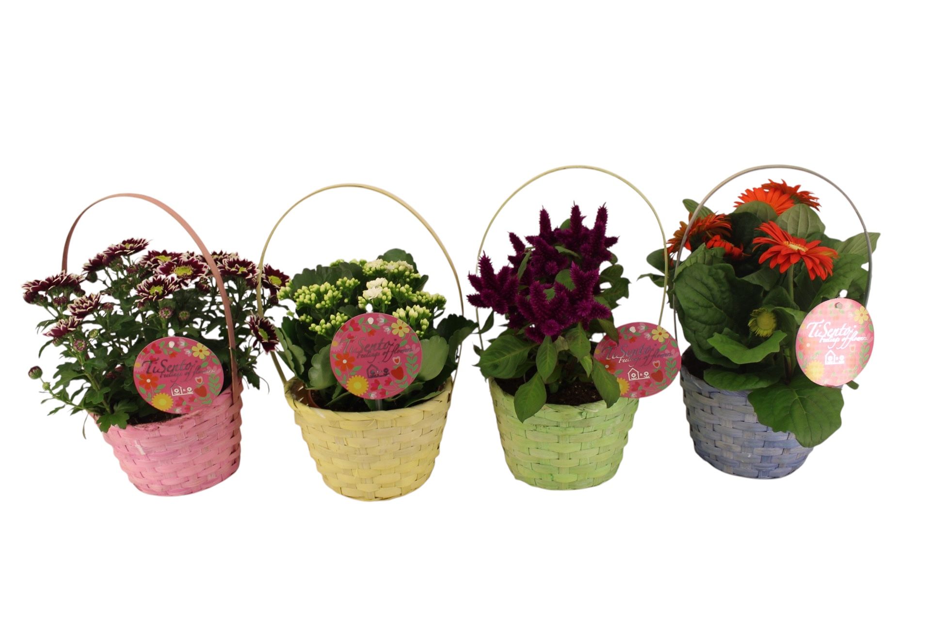 bloeimix 19 cm Mix in Eva mand met hengsel, D 23