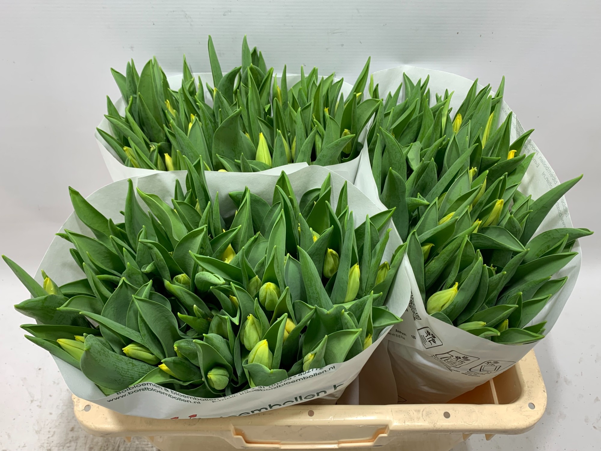 Тюльпан од. Стронг Голд (желт.), шт.