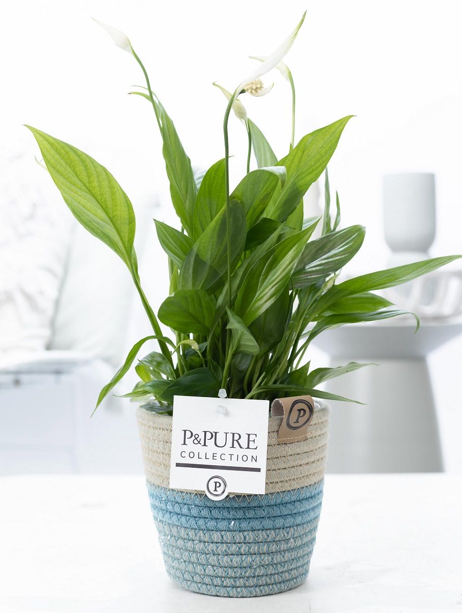 Spathiphyllum Korto in P&PURE Fashionpot Valerie, D 12