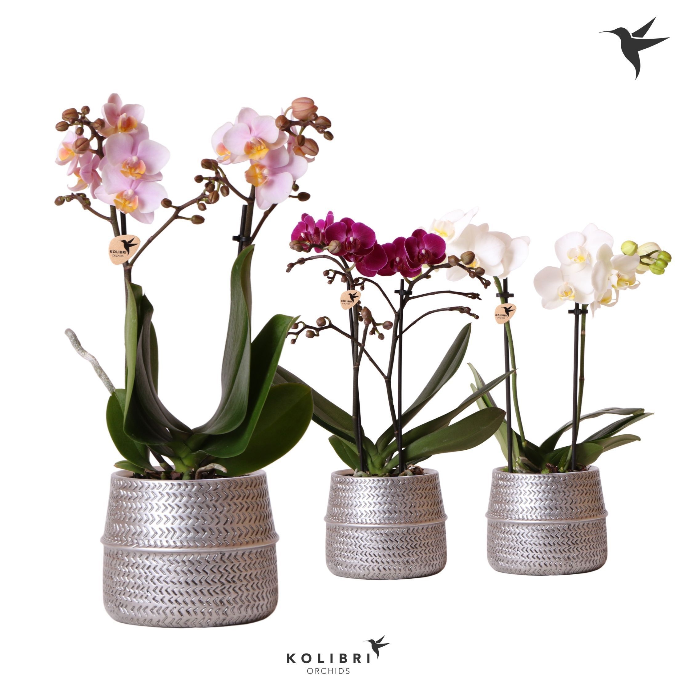 Kolibri Orchids Phalaenopsis mix 2 spike in Groove pot silver, D 9