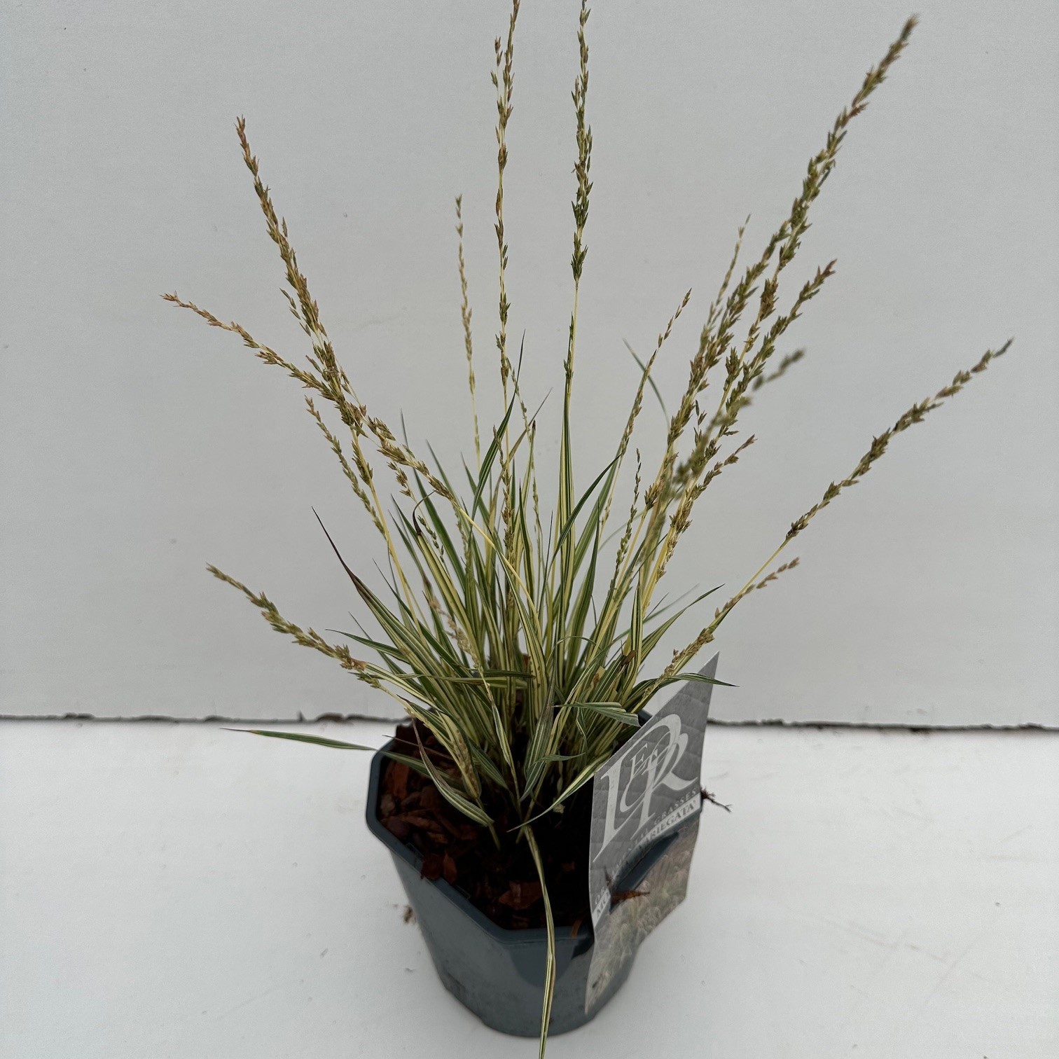 Molinia 'Variegata', D 17 cm
