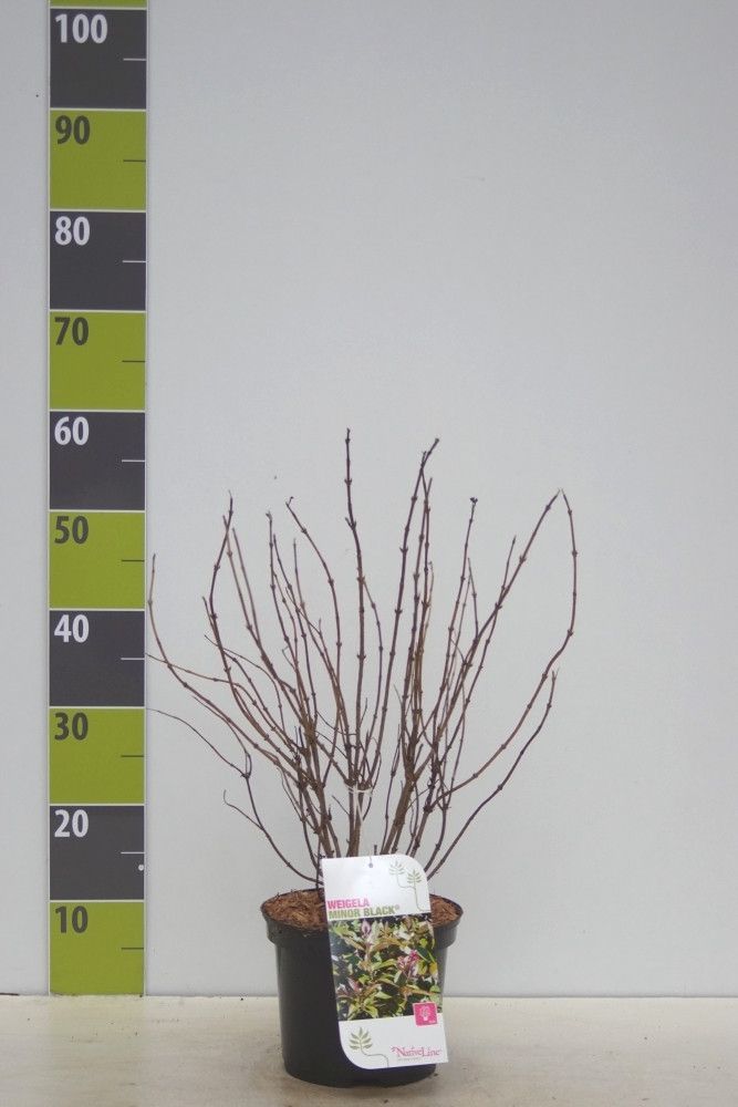 Weigela florida 'Minor Black'® -S- C 3, D 19