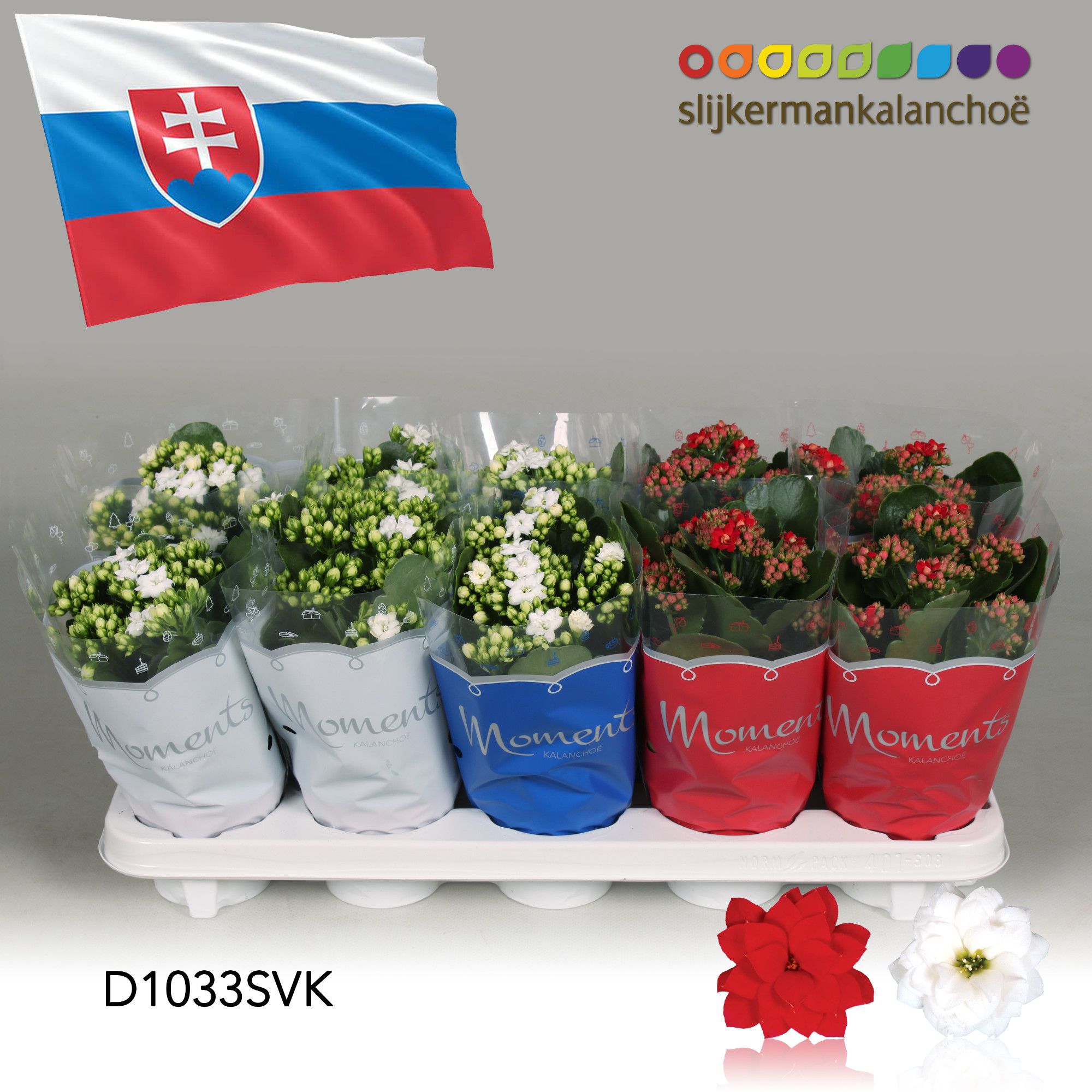 Kalanchoe Moments - Slovakia flag, D 10,5