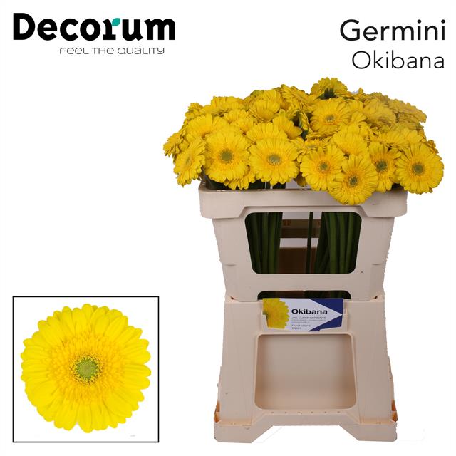 Гермини Окибана, шт.