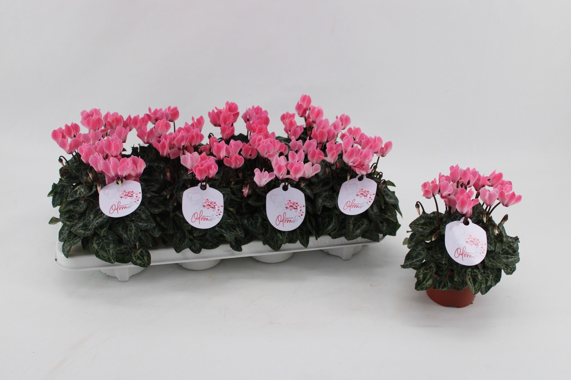 Cyclaam Odora Salmon Flamed, D 10,5 cm