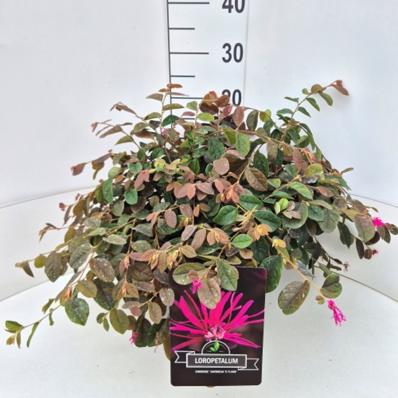Loropetalum chin. 'Daybreak's Flame, D 28