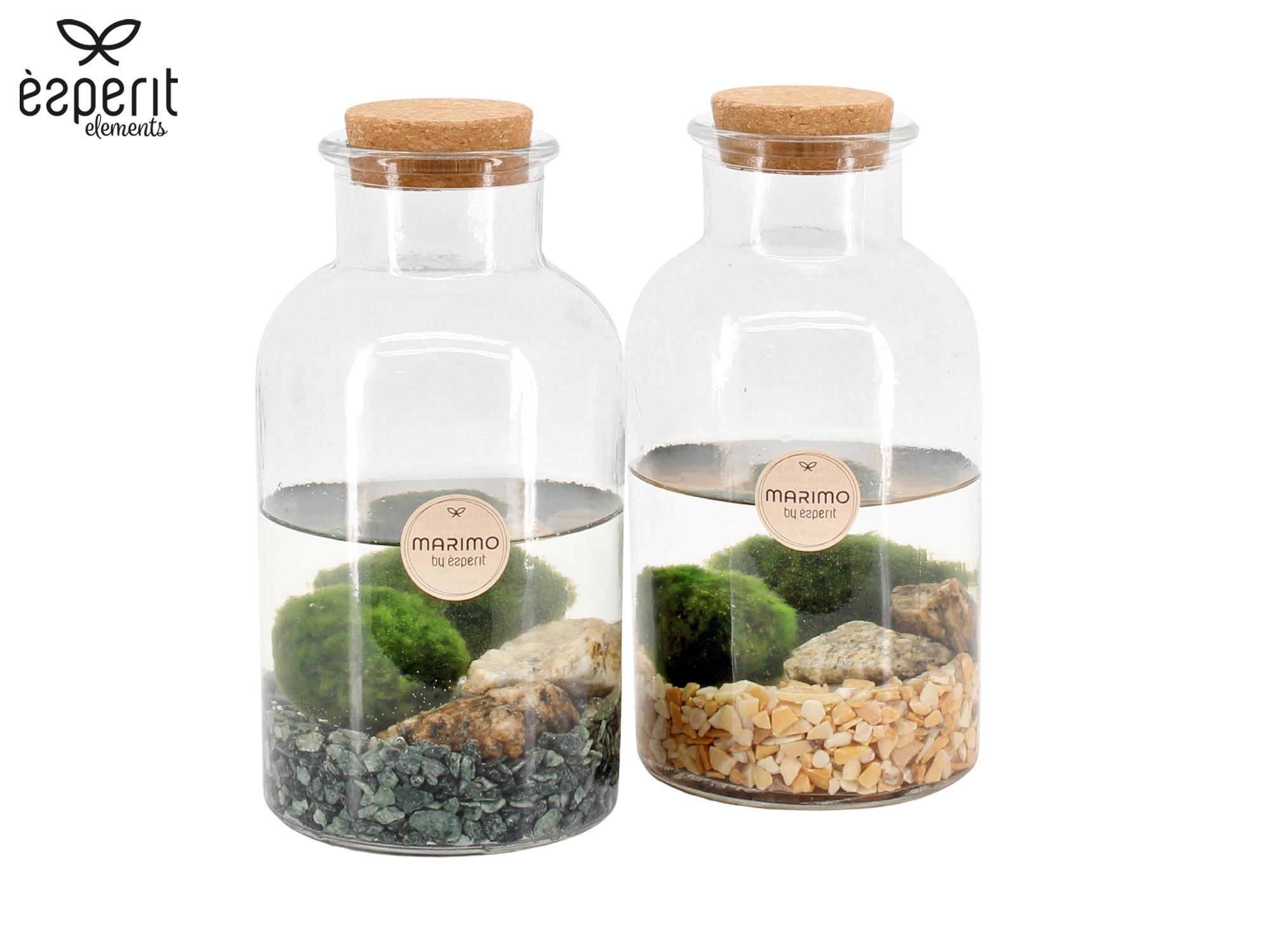 90527: Marimo arrangement, D 10 cm 90527: Marimo arrangement, D 10 cm