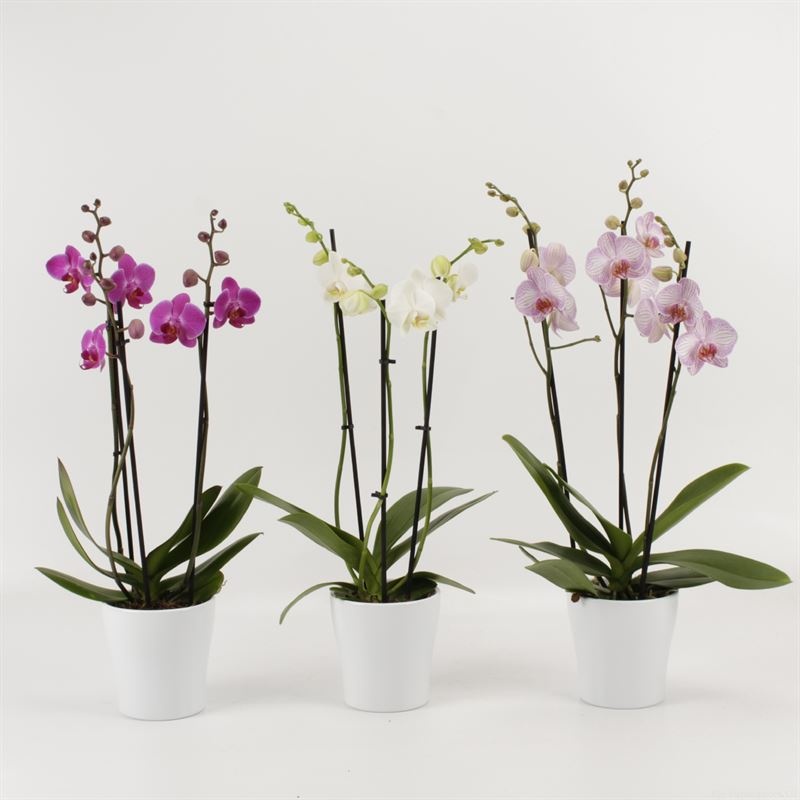 Phalaenopsis gemengd 3 tak gemengd in wit keramiek, D 12 cm