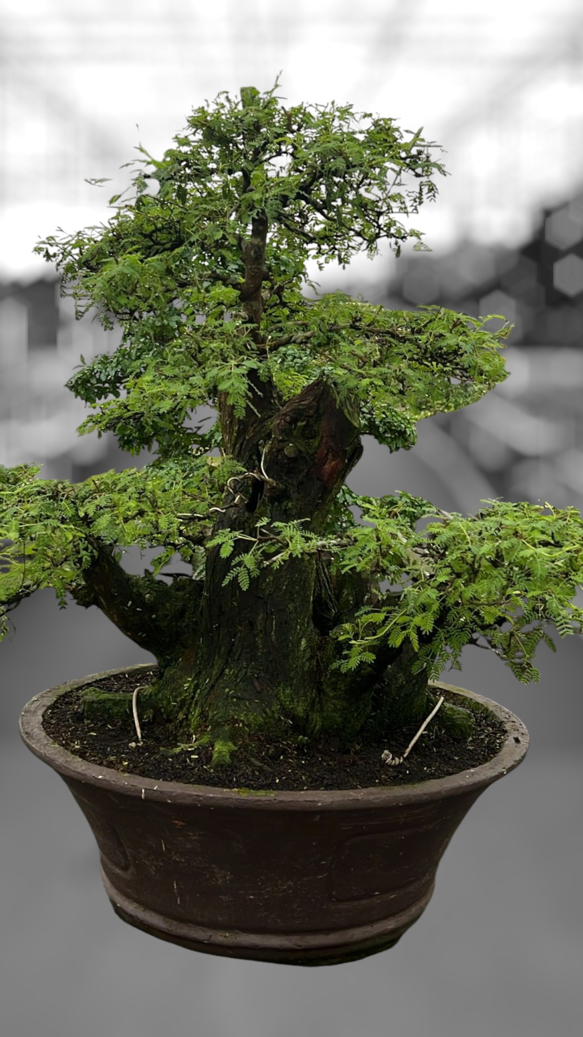 Vachellia nilotica, pot 60cm, height 90cm. (single item), D 60