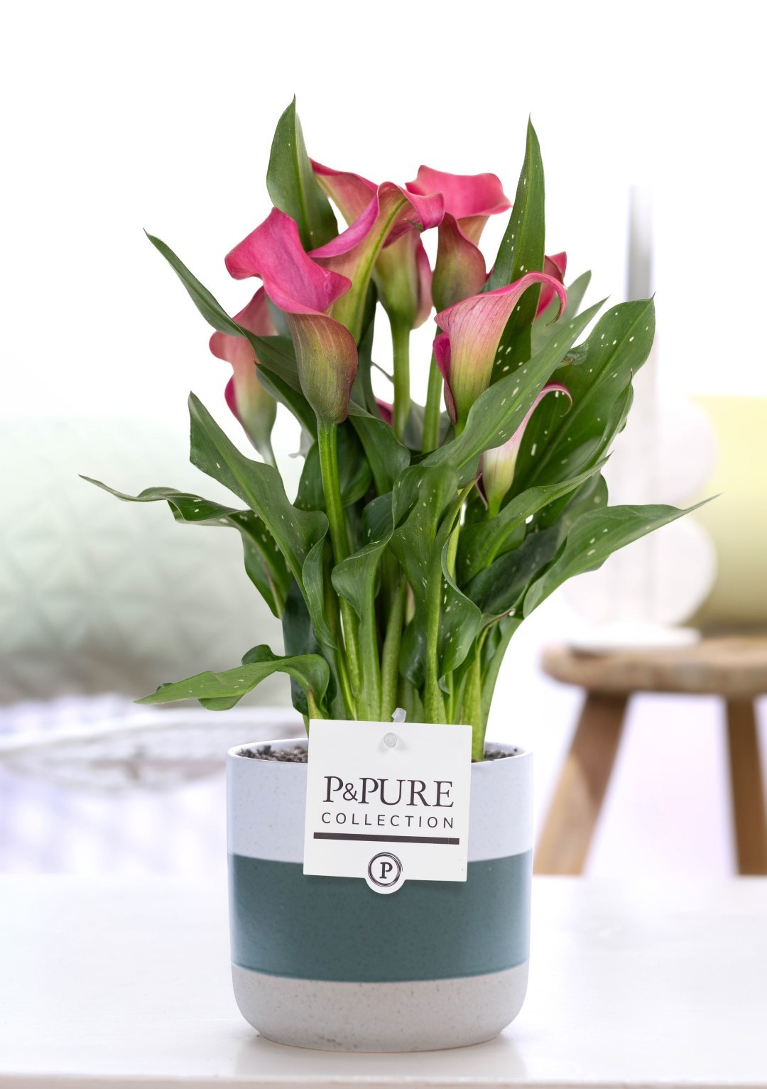 Zantedeschia pink in P&PURE Lauren ceramics, D 12