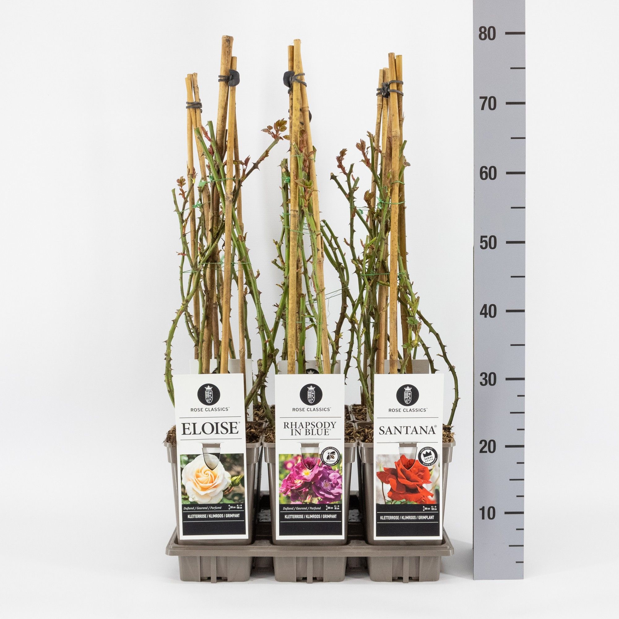 Rose Classics klimroos (K) mix, C3, 3 stok 75cm, D 17