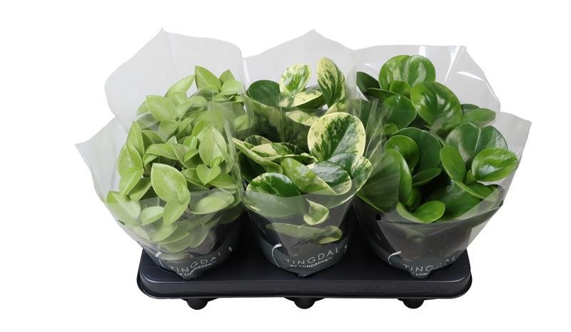 PEPEROMIA-HYBRID MIX 664112, D 12 cm