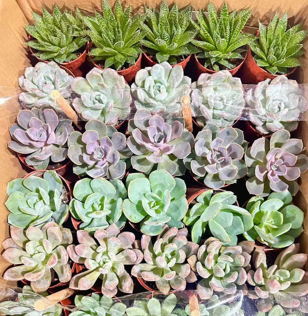 Эхеверия микс 11 15