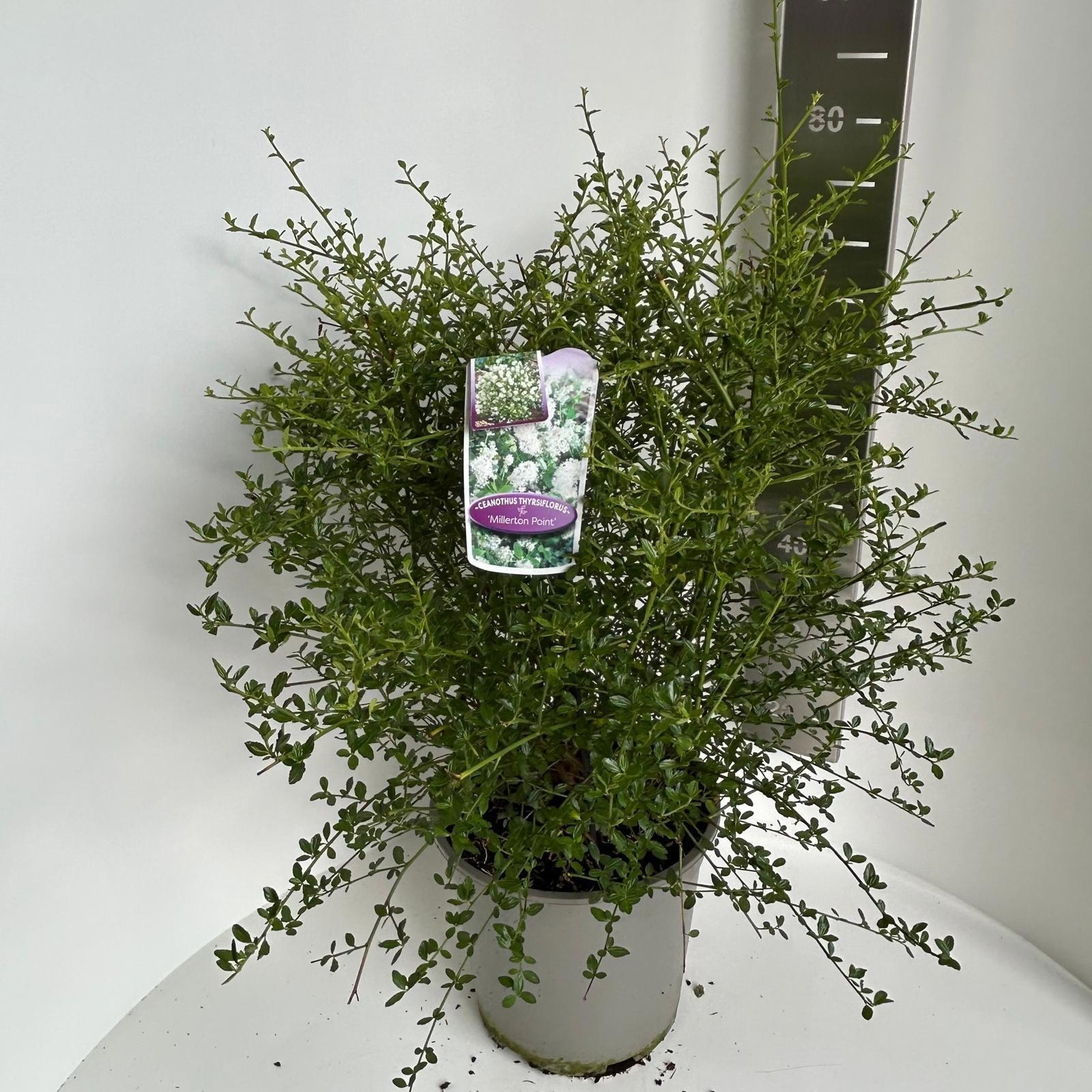 Ceanothus thyr. 'Millerton Point', D 29