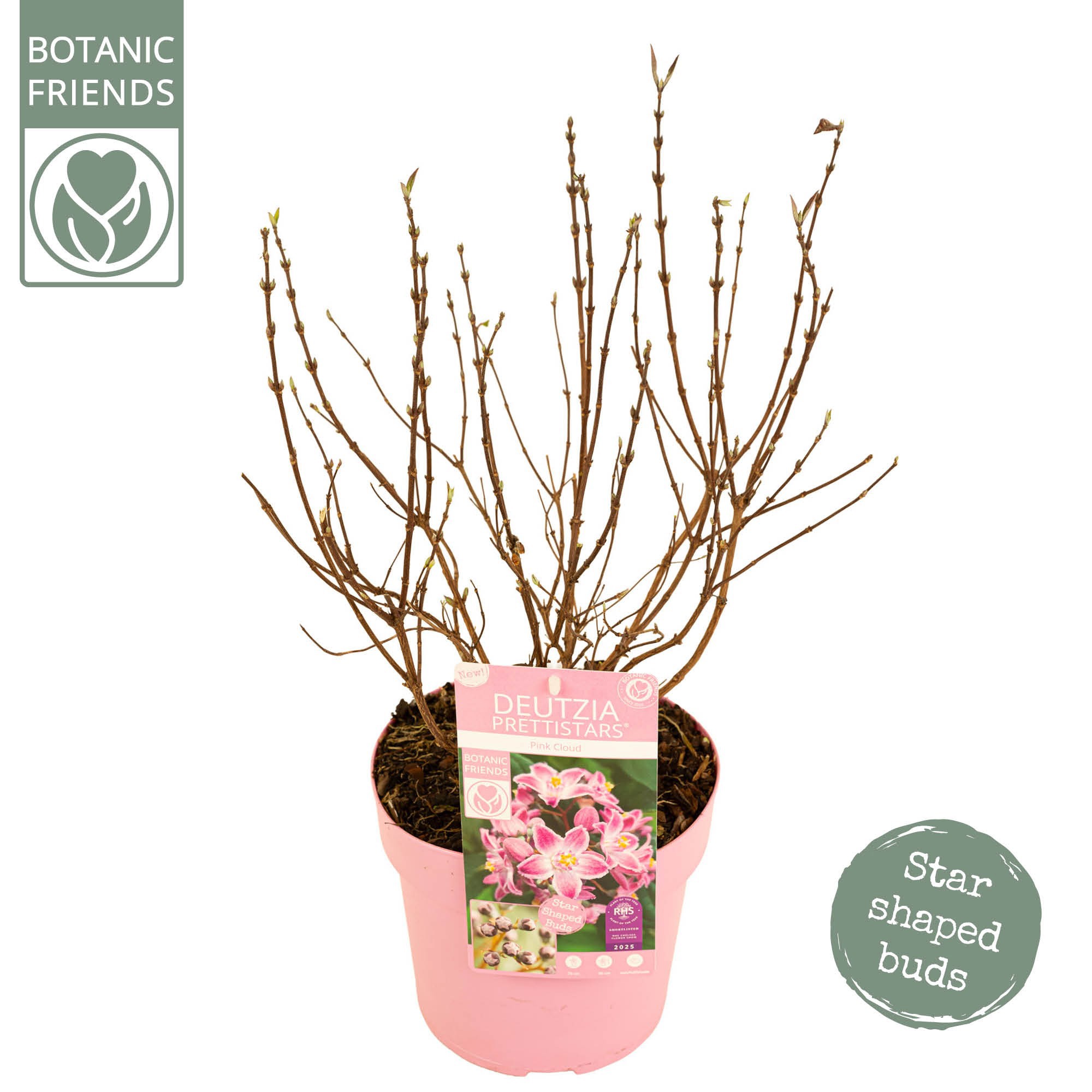 Deutzia Prettistars 'Pink Cloud', D 19