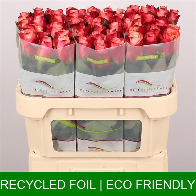 Роза од. Хелен 70, шт.