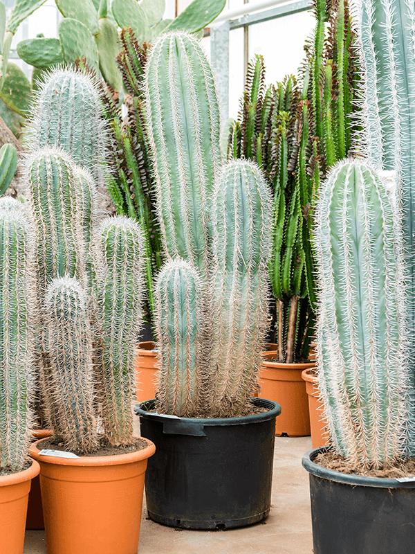 Pachycereus pringlei (120-140), D 42