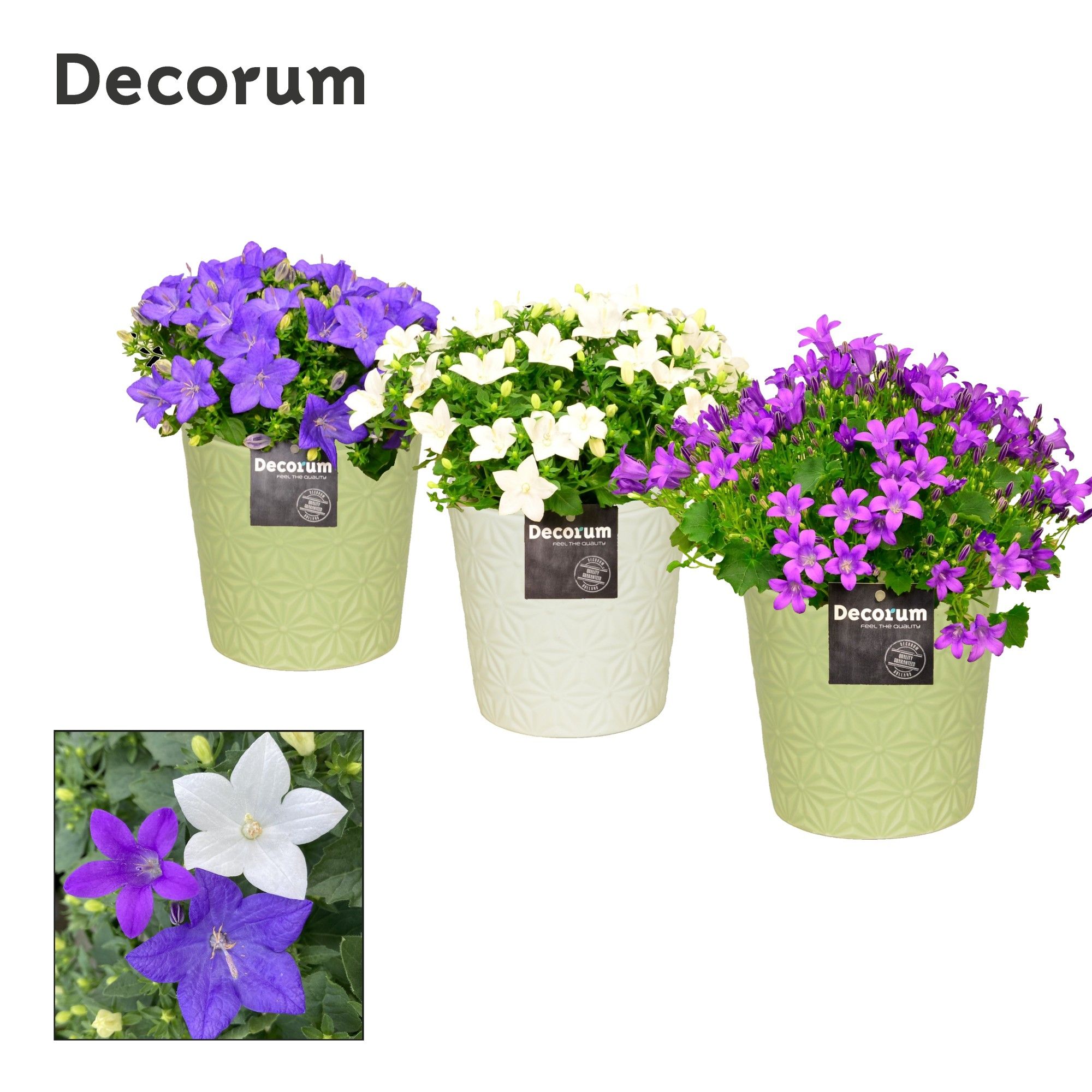 Campanula 'Mix' Decorum Juliette, D 13