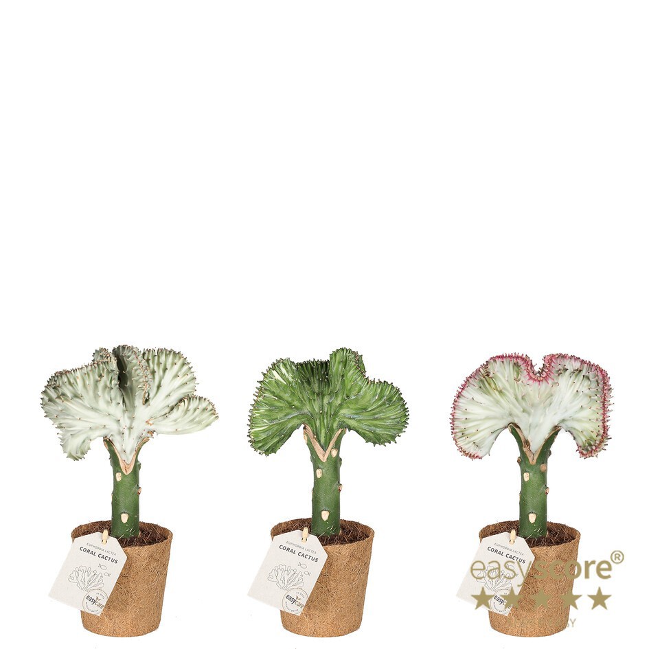 EUPHORBIA LACTEA 21111700, D 11