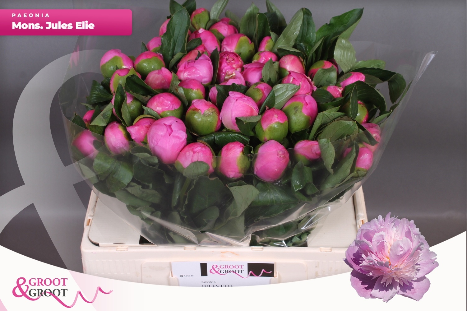 Пион Жуль Эль 55, шт.