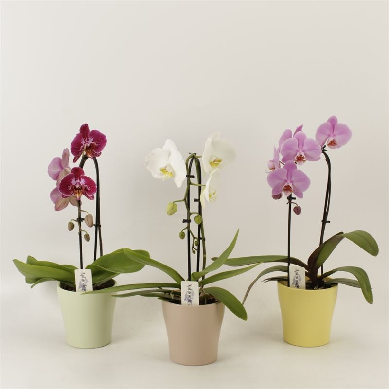 Phalaenopsis Elegant Cascade Unoboga mix in voorjaars keramiek, D 12