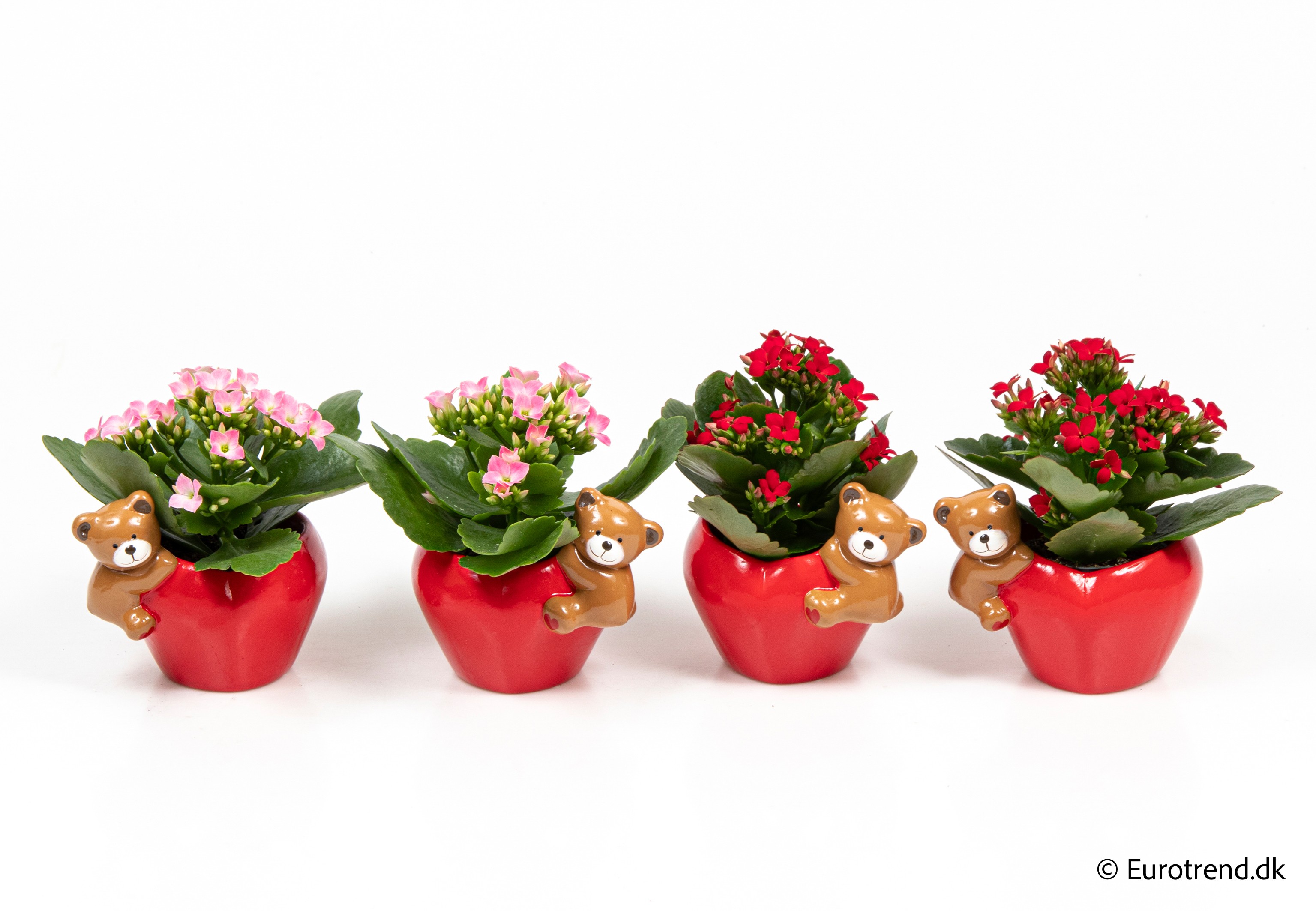 Kalanchoe in Valentine ceramic 2026, D 6