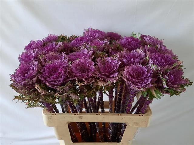 Брассика Крэйн Квин 60, шт.