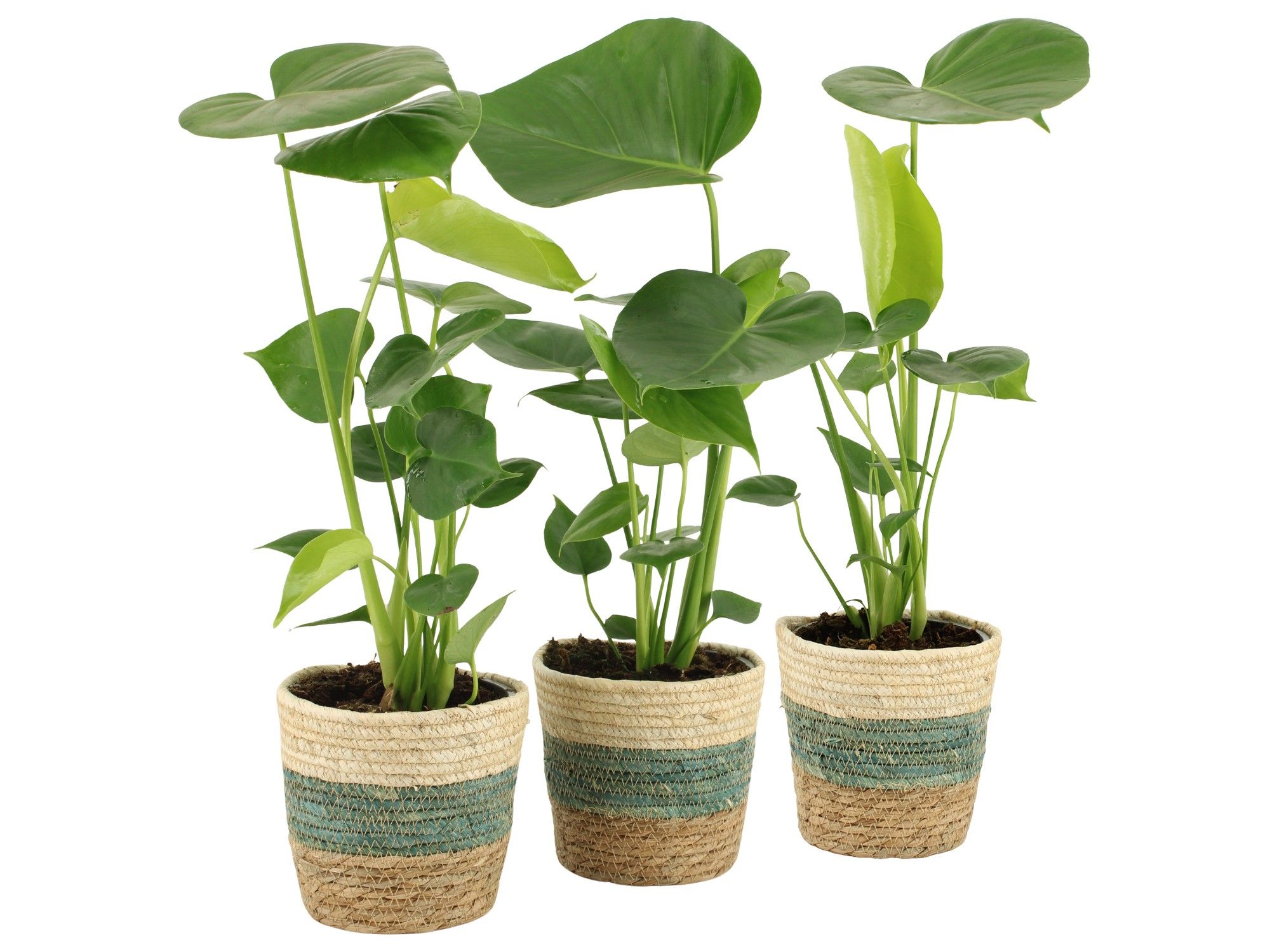 7501410: Solutionss Consideration, D 14