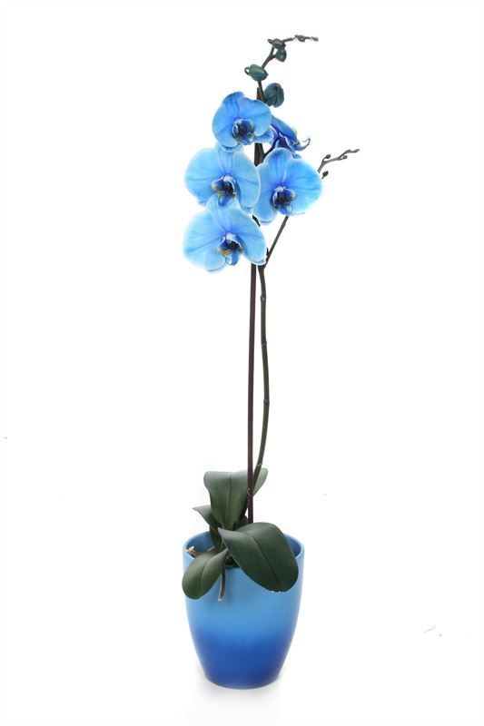 Change p12 blue Phal I am Blue 1T09+, D 12
