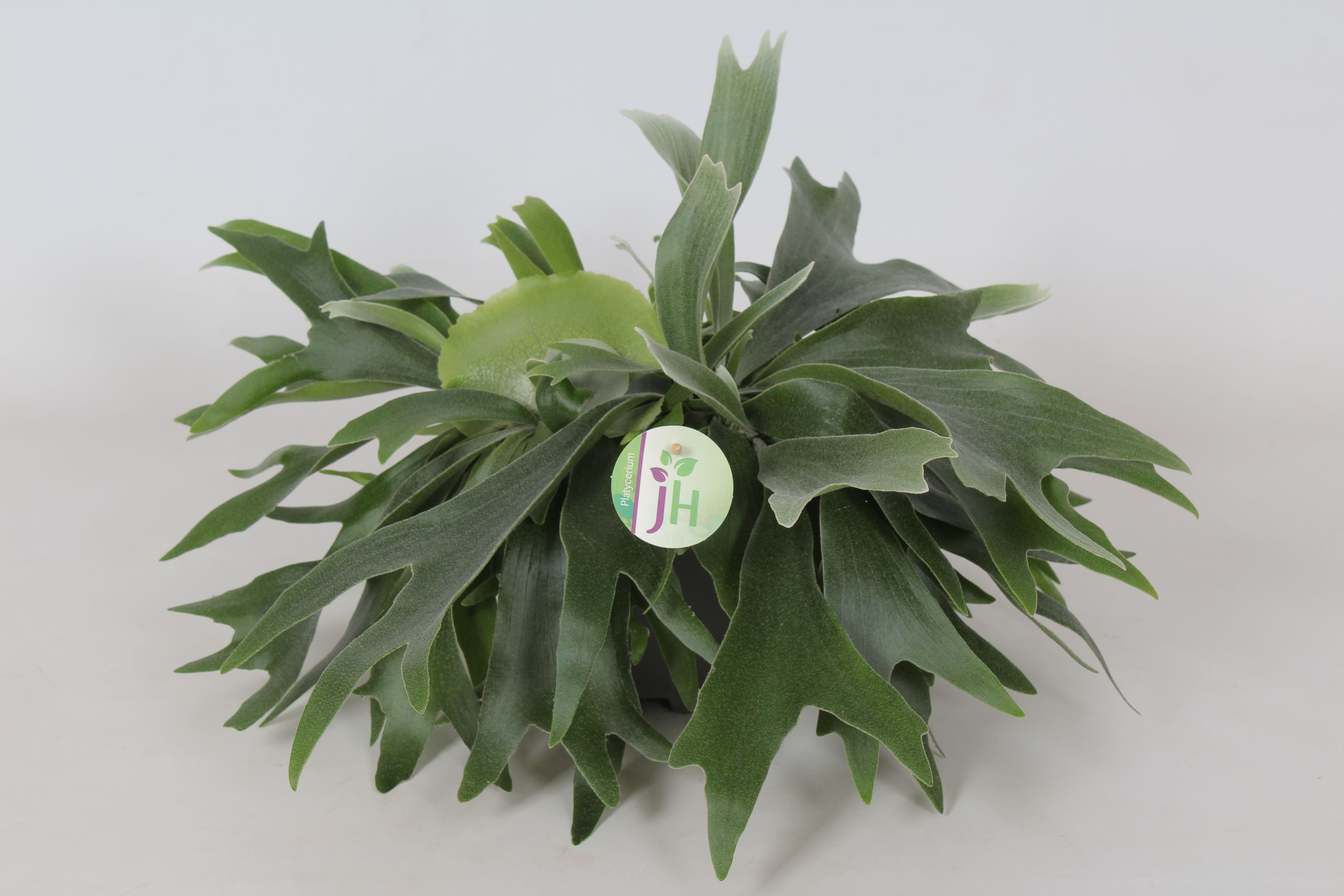 Platycerium Bifurcatum, D 17