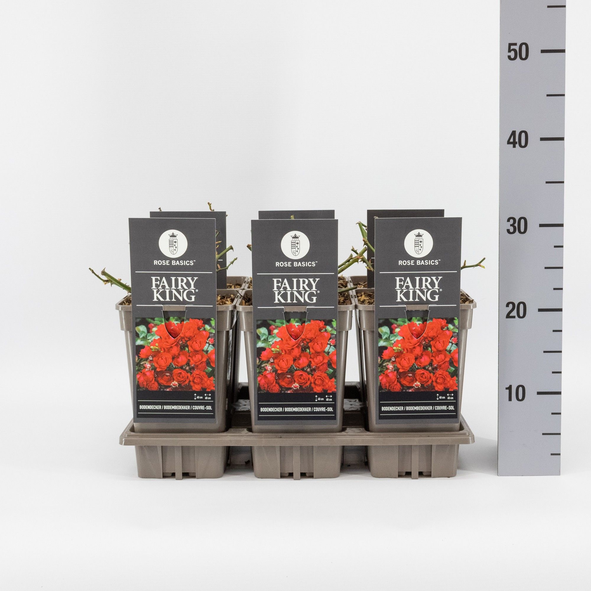 Rosa (P) Fairy King ®, C3, D 17 cm