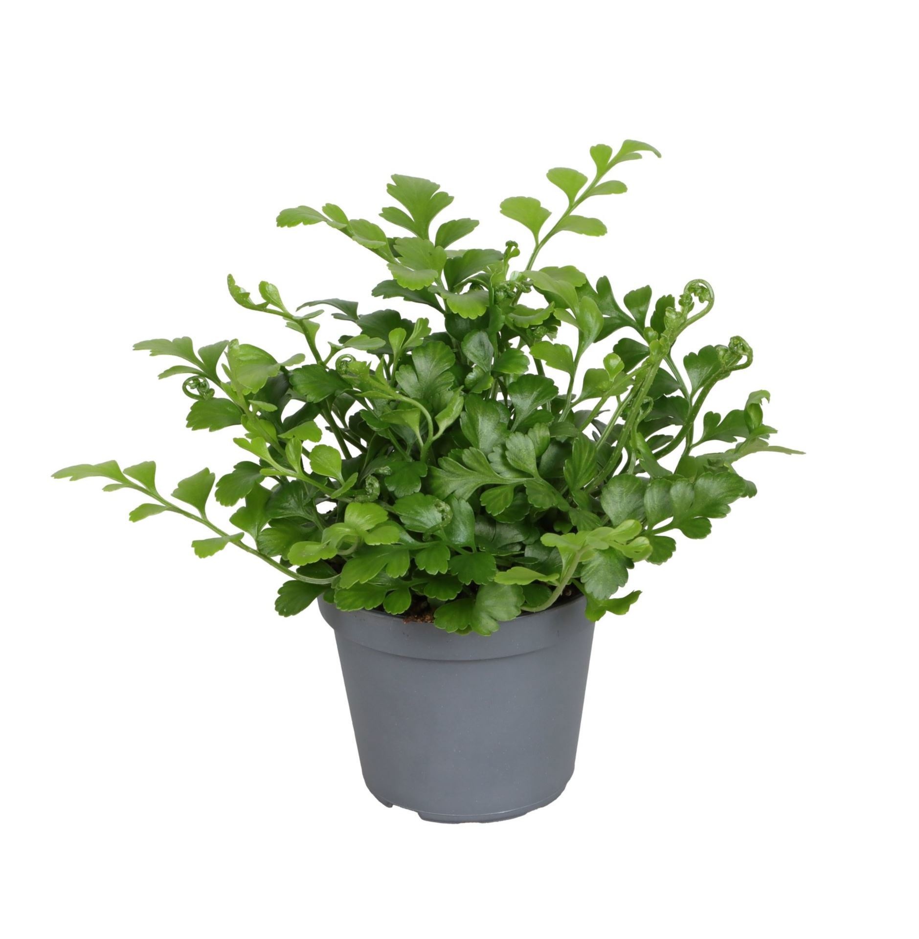 Asplenium Difforme x Dimorphum 'Parvati' 6 cm, D 6