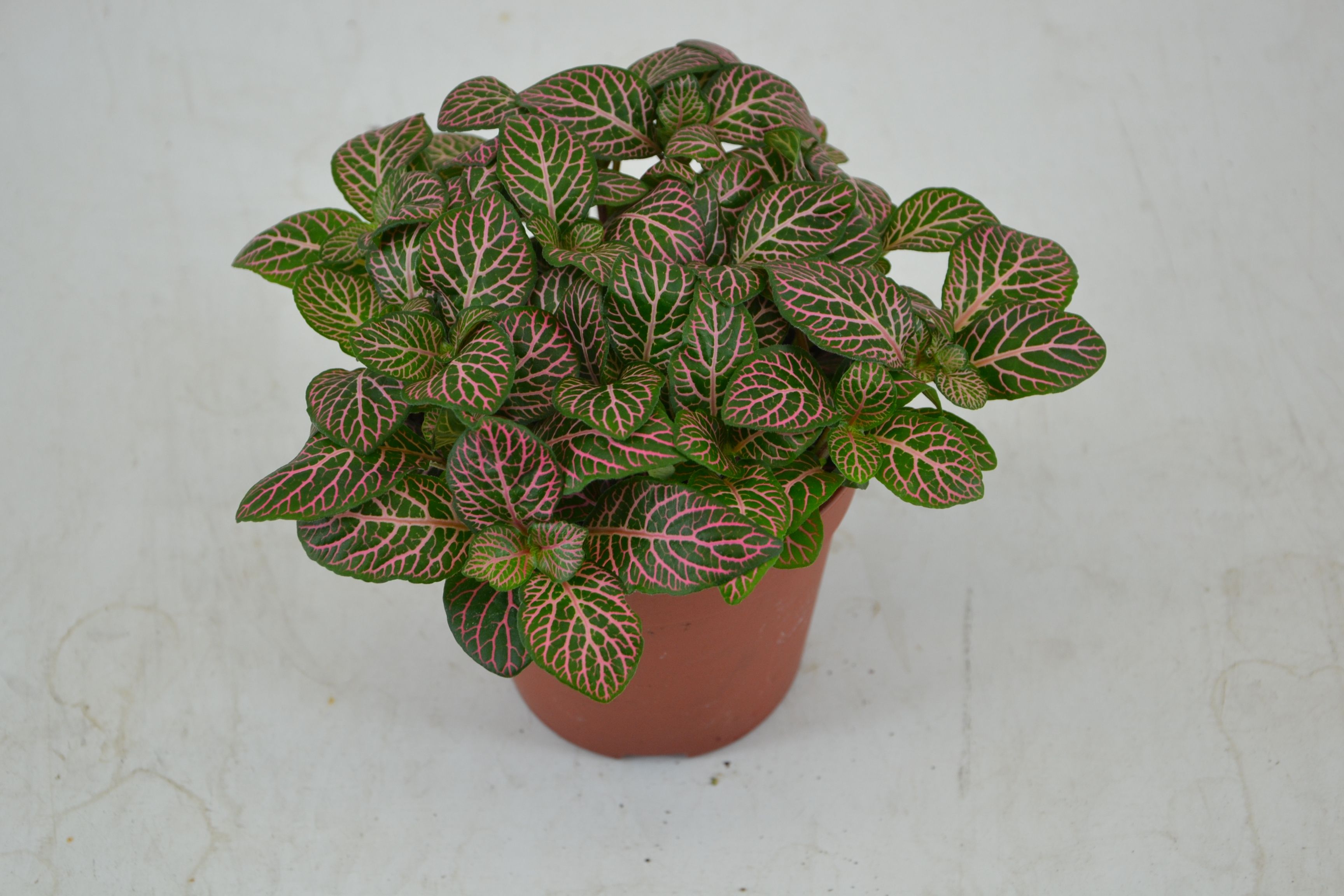 FITTONIA MISTRAL 12 CM, D 12