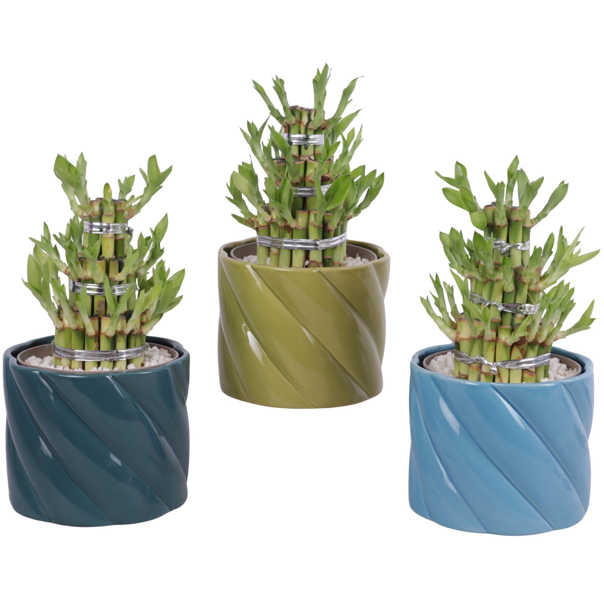 Lucky Bamboo Shape Round 3S Ø14cm Ceramic FB674, D 14