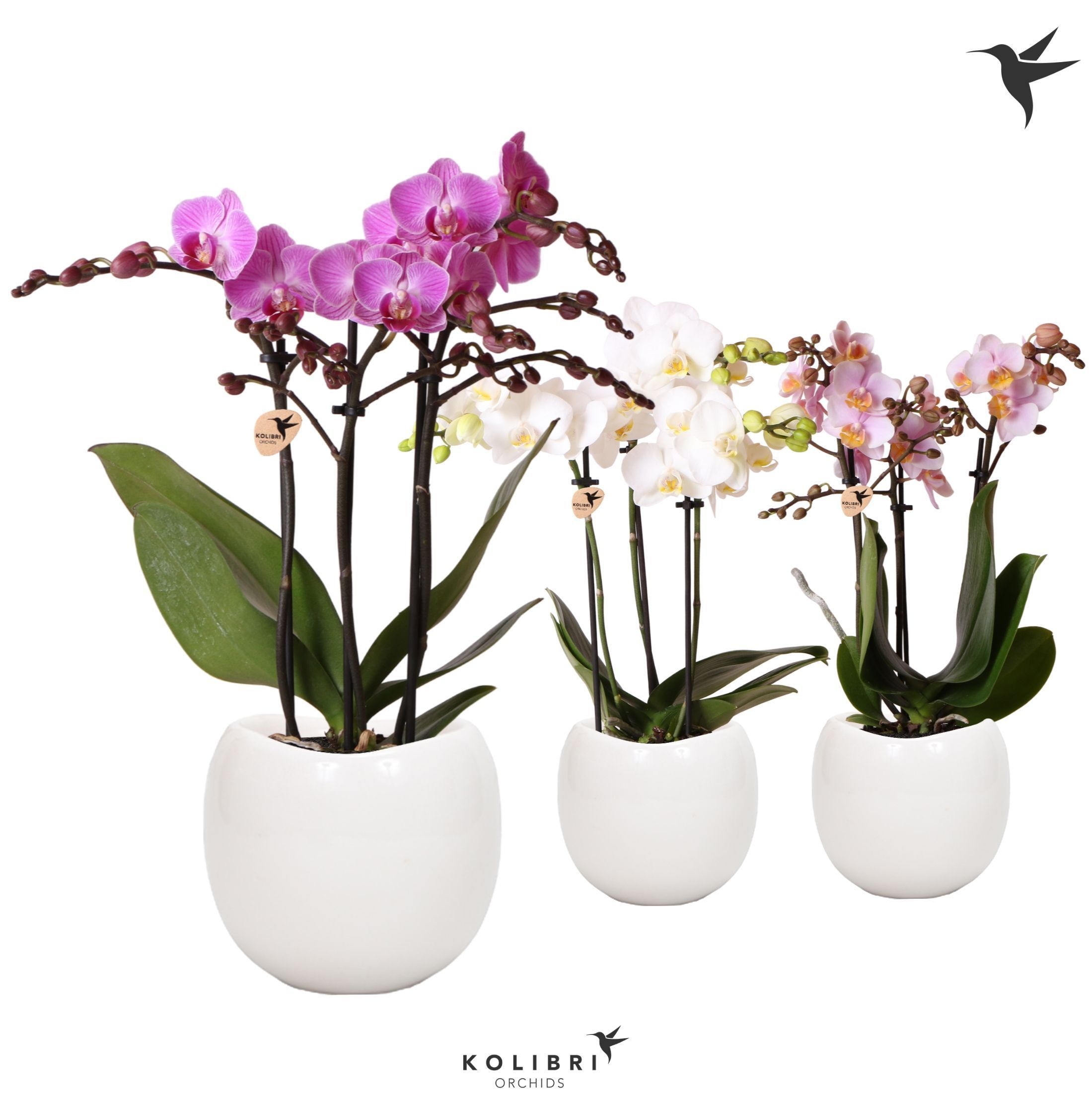 Kolibri Orchids Phalaenopsis mix 3 spike in Bowl pot white, D 9
