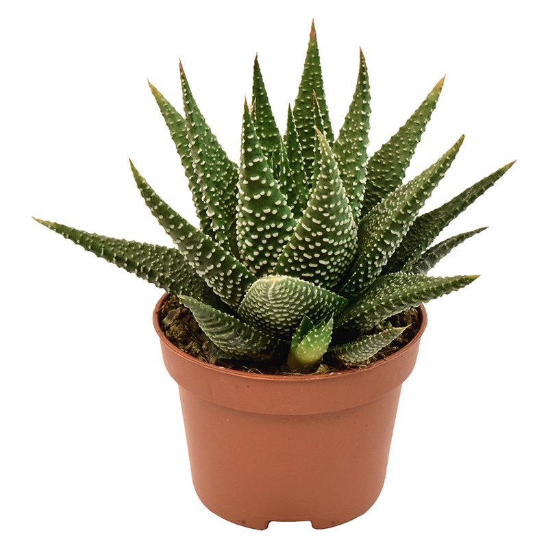 Haworthia Universe, D 6