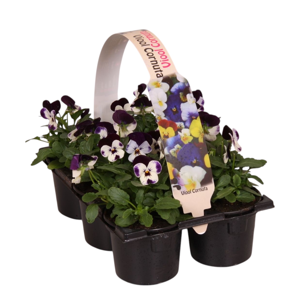 Viool corr wit met paarse vlag 6p, D 9