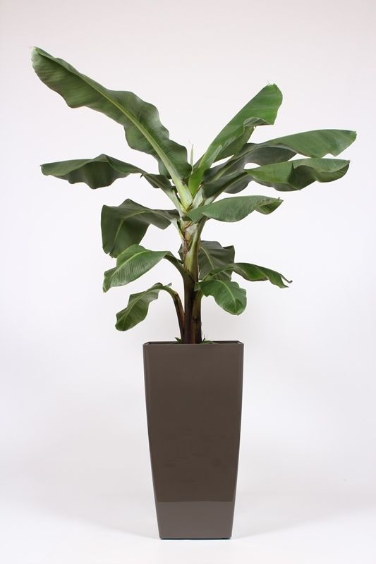 Musa in Piza pot "taupe", D 40