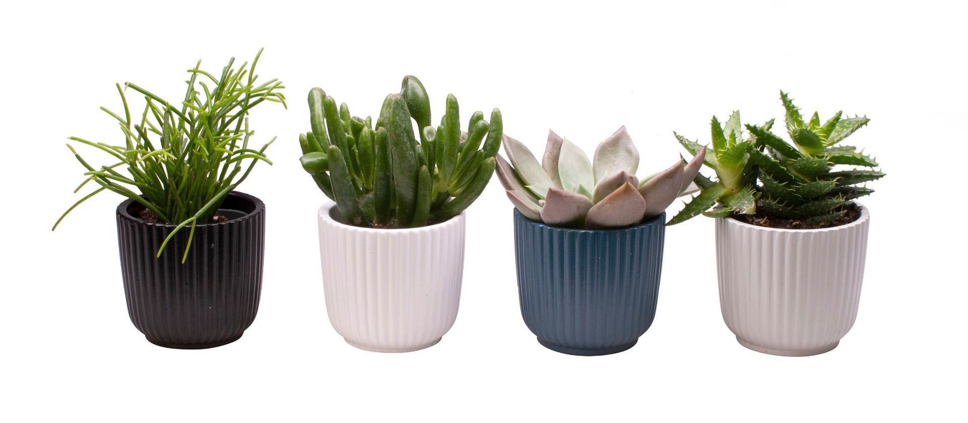 L 65599 with Succulent Mix, D 6