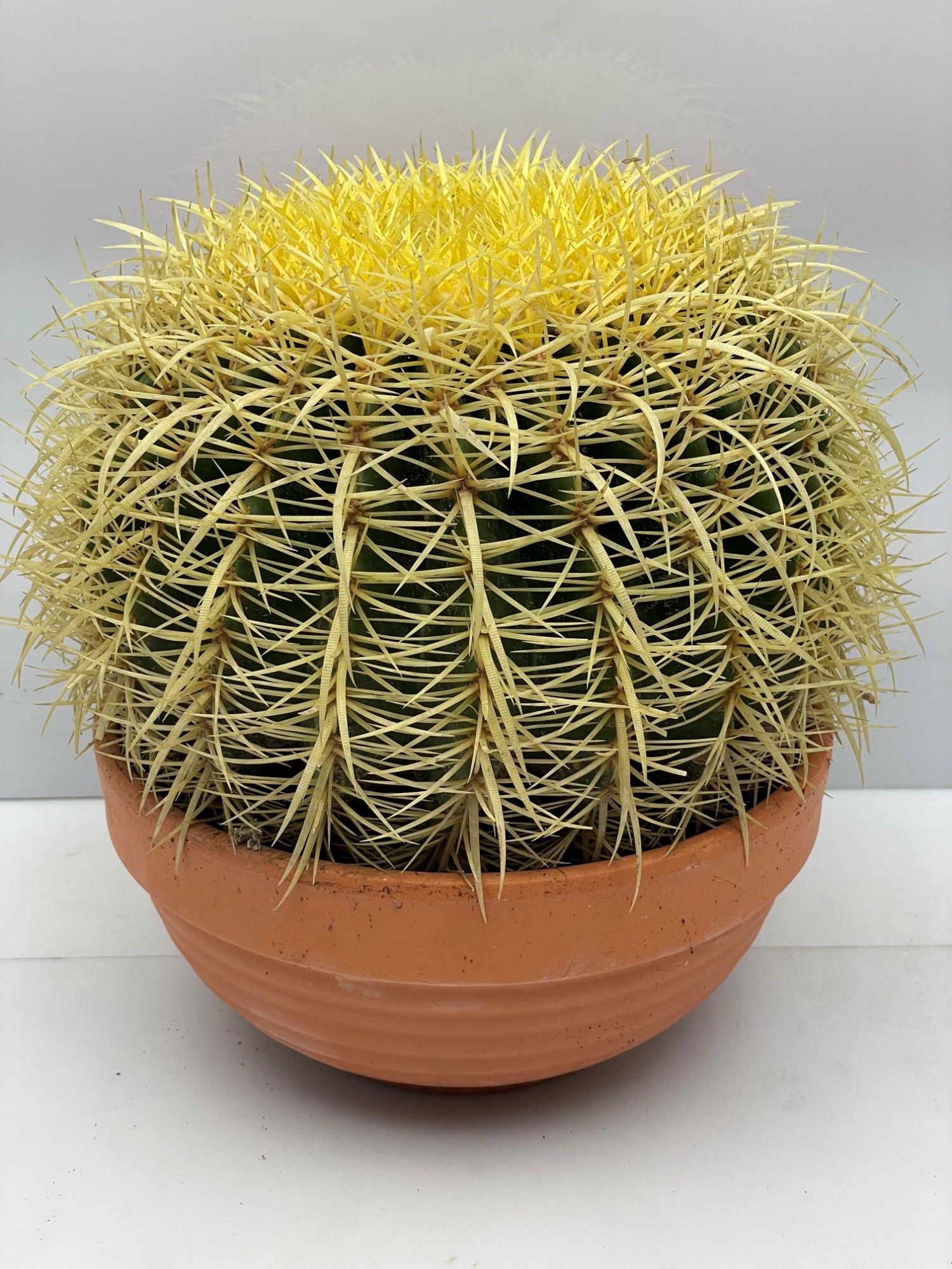 942 Grusonii schaal 24, D 24