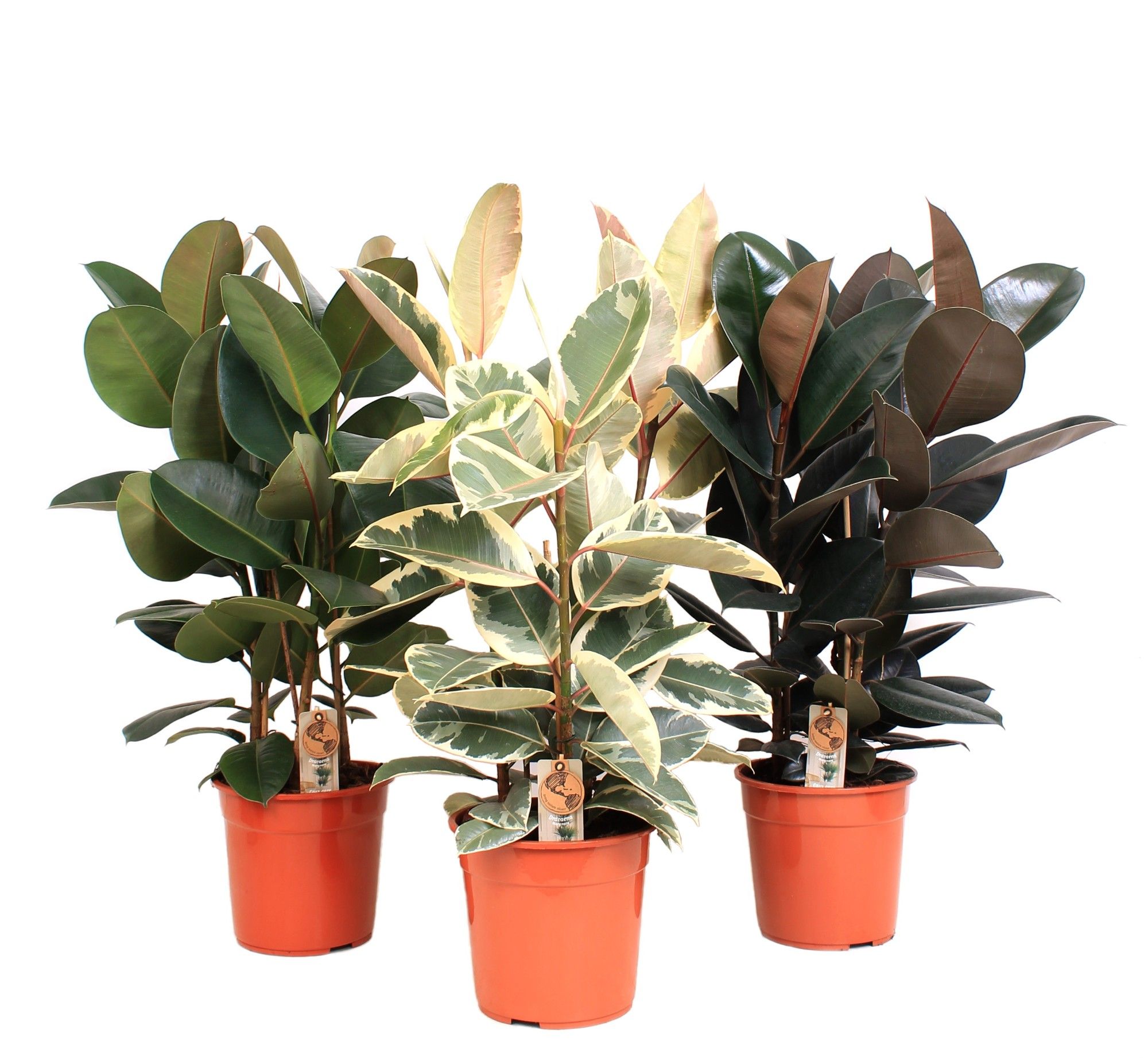 Ficus P27 Elastica 3 soorten mix, D 27