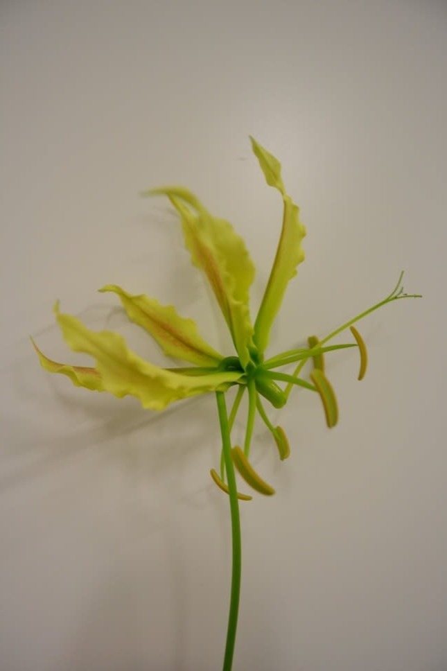 Глориоза Твин Колор 90, шт.