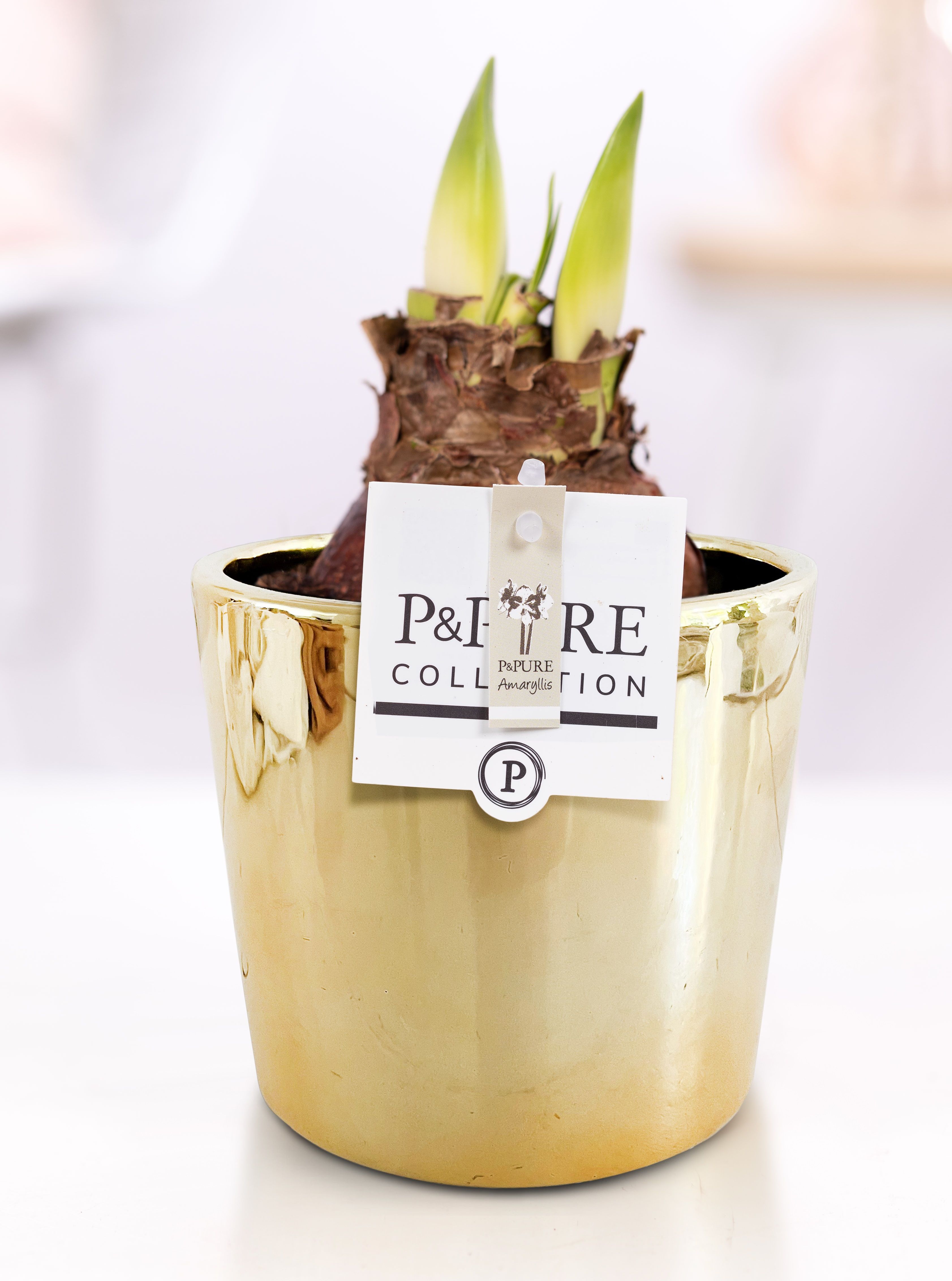 Hippeastrum white in P&PURE Laryssa ceramics shiny gold, D 12