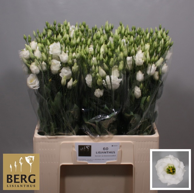 Эустома Розита Вайт 65 (бел.), шт.