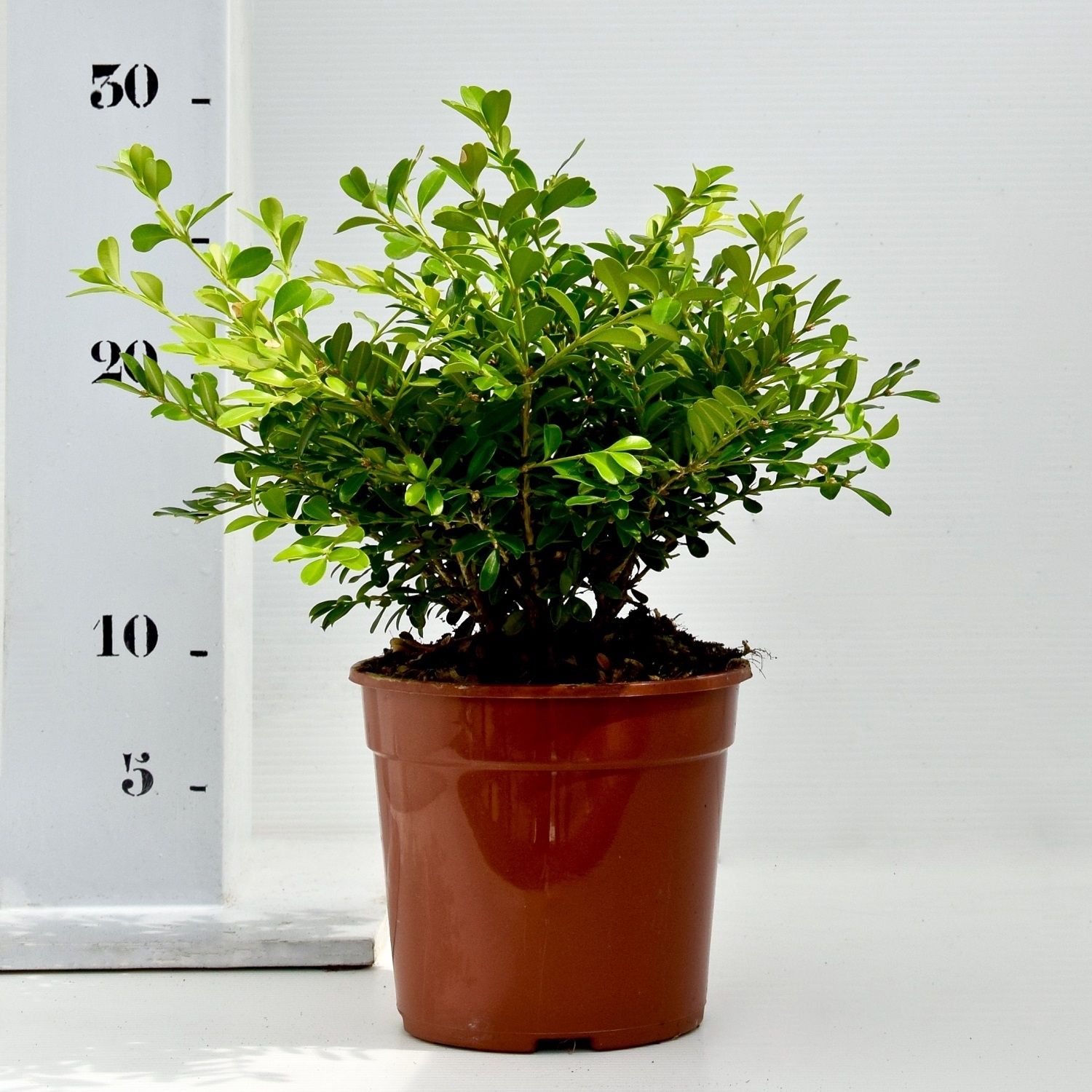 Buxus microphylla 'Herrenhausen' 15-20cm bodembedekker, D 13